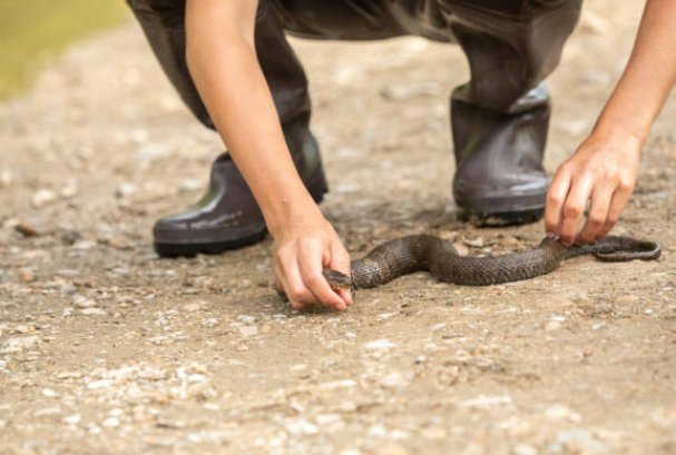 Can Snakes Bite Through Rubber Rain Boots? How To Prevent?